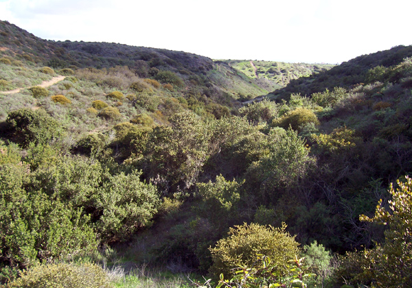 Coastal sage scrub