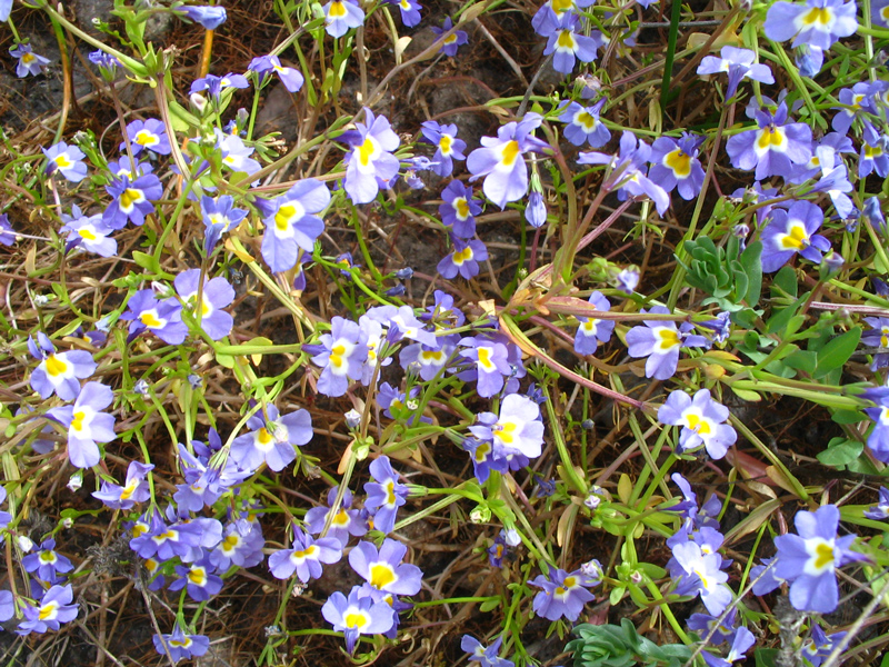 Downingia at Otay Lakes The Chaparral Lands Conservancy