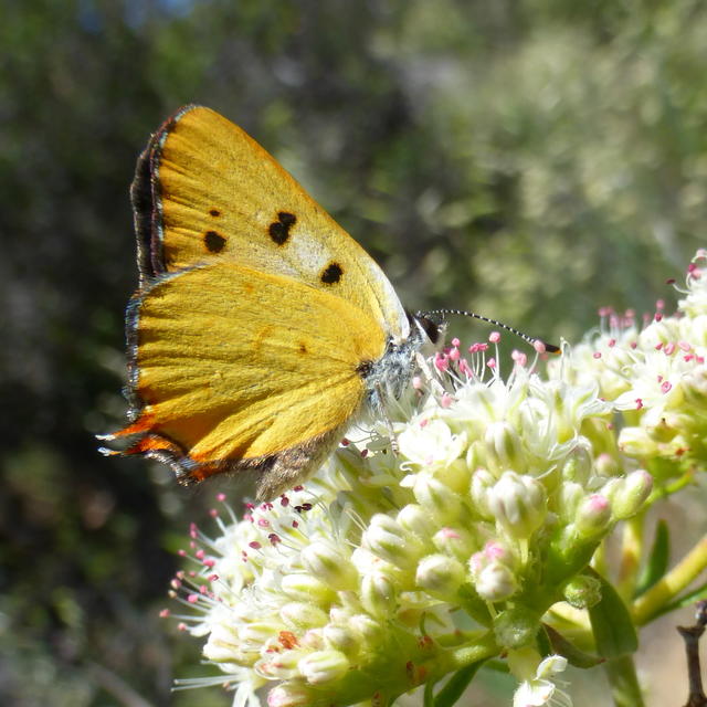 Support San Diego County Board of Supervisors Biodiversity Resolution
