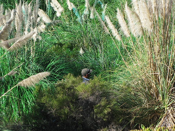 Pampass Grass at Rose Creek