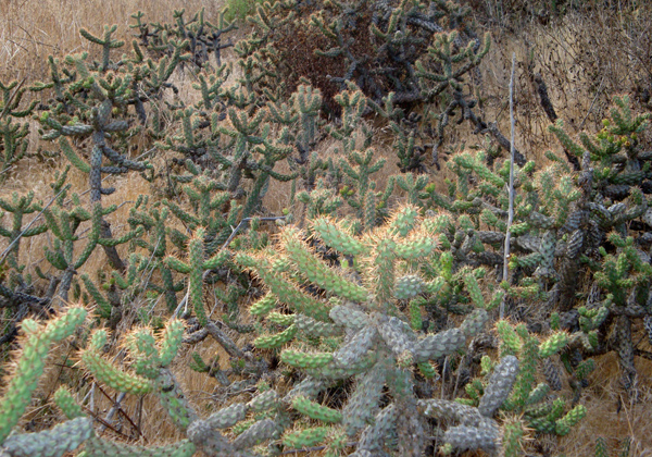 Dennery Canyon Cactus
