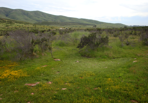 Original natural vernal pool in Proctor Valley