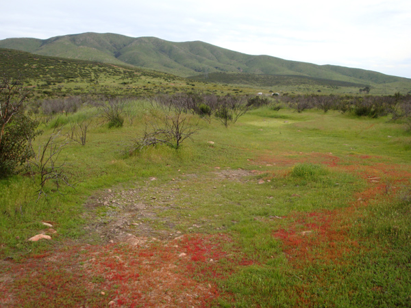 Original natural vernal pool in Proctor Valley