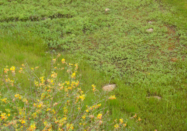 A restored vernal pool in Proctor Valley