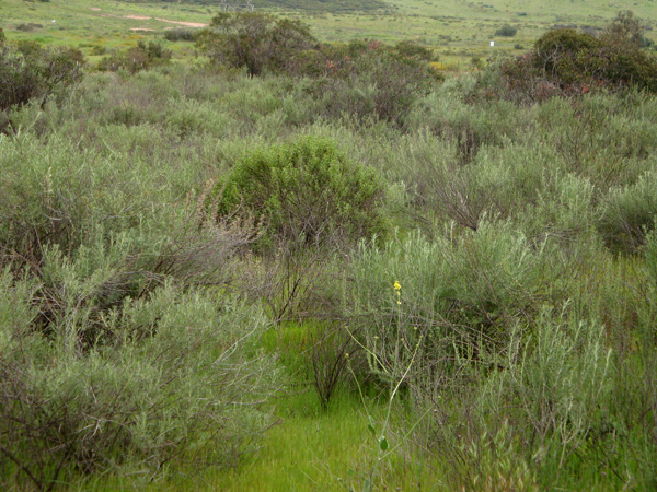 Proctor Valley Sage Scrub