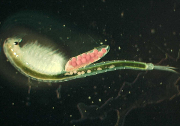 Female San Diego fairy shrimp