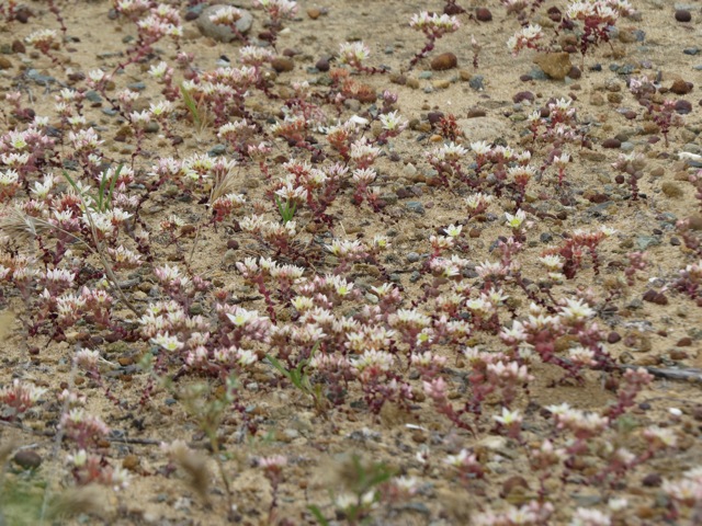 Short-leaf stonecrop. Photo by Margaret Fillius.