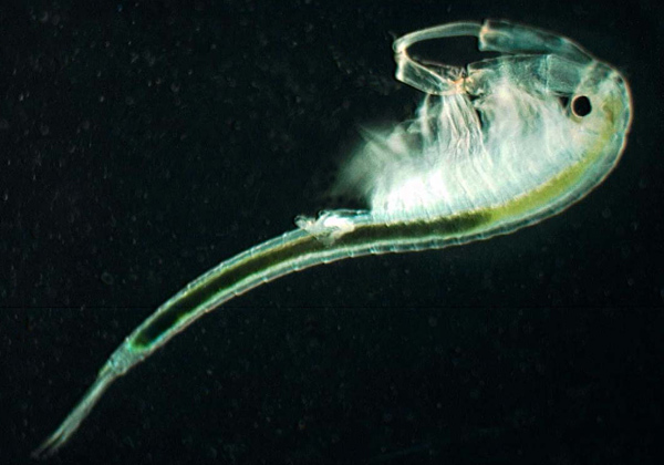 Federally endangered San Diego Fairy Shrimp. Photo by Diolinda Parsick.