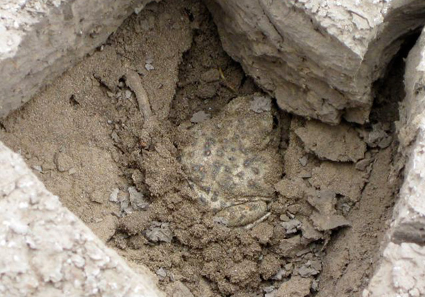 Spadefoot toad Photo by Diolinda Parsick