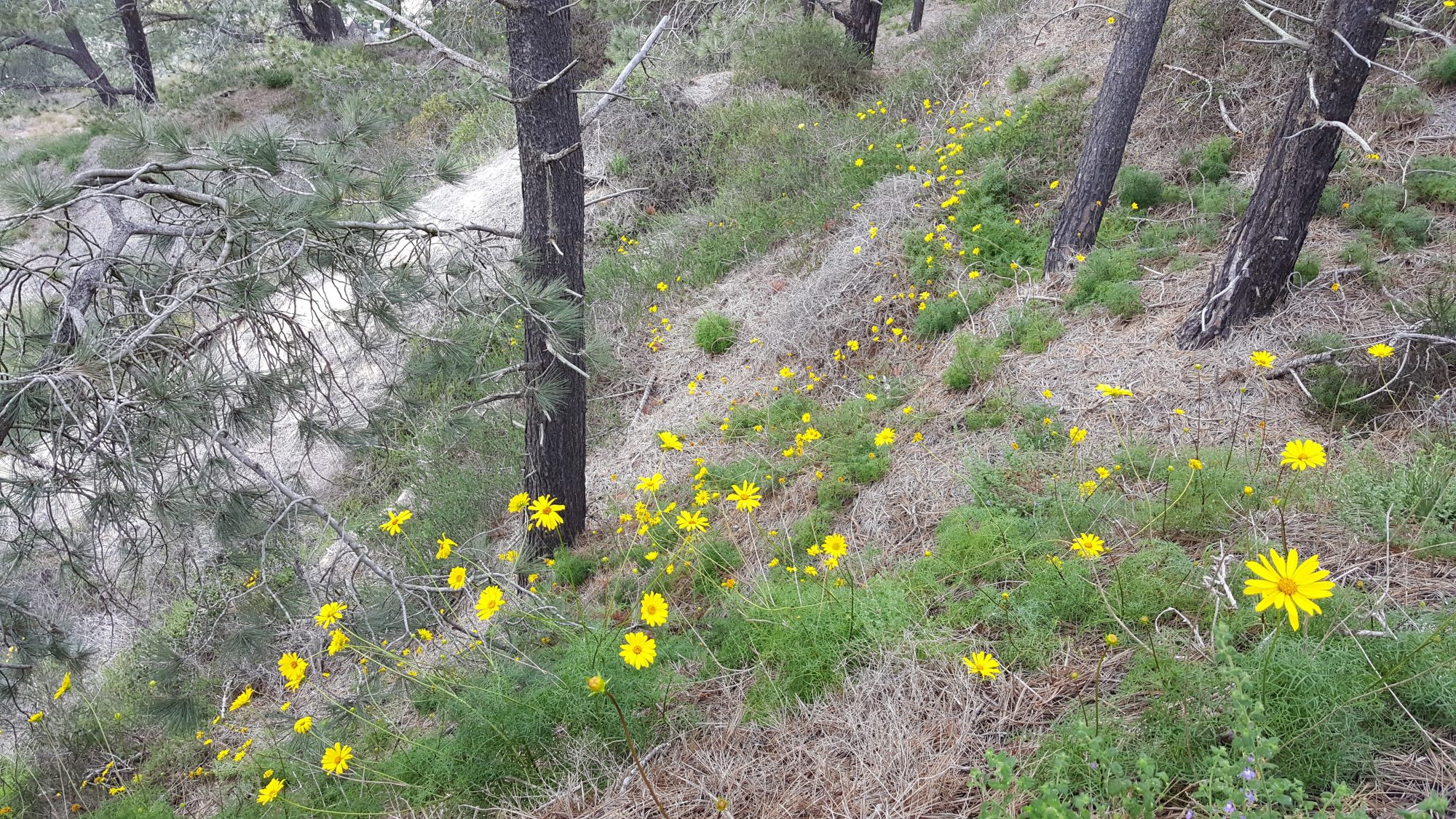 The Chaparral Lands Conservancey News Request for Proposals Crest