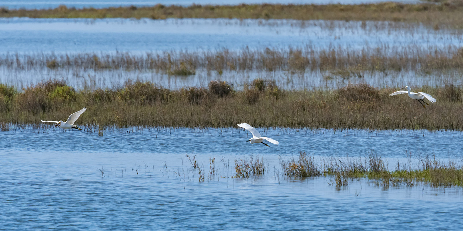 The Chaparral Lands Conservancey News Looking for a great job with